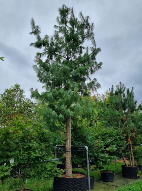 Tranenden - Pinus wallichiana