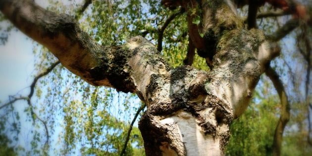 Treurbomen