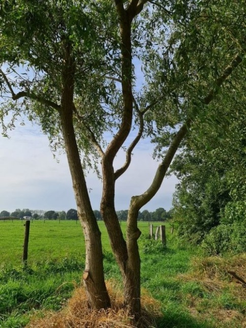 Treurwilg, meerstammig gekweekt