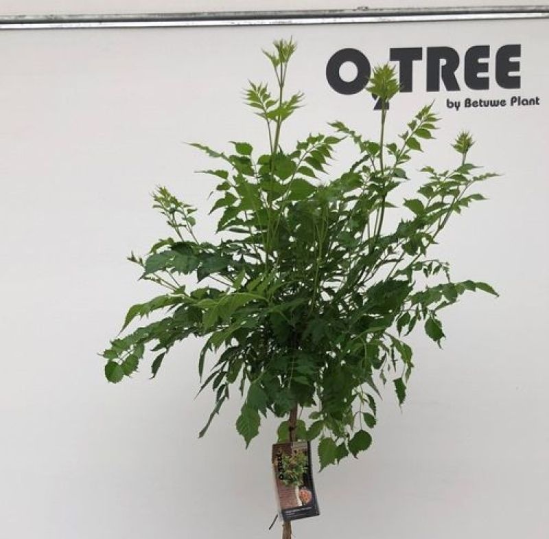 Bloemen van de trompetklimmer