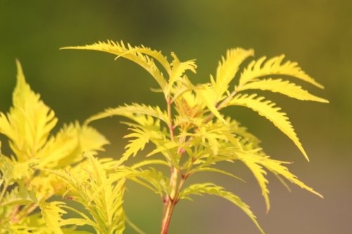 Trosvlier 'Plumosa Aurea'