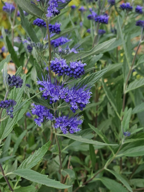 Caryopteris in september