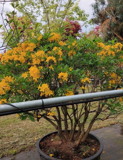 Rododendron Azalea 'Mollis' geelbloeiend