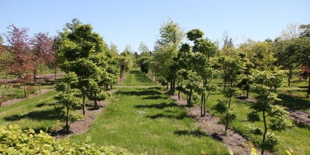 Tuin bonsai