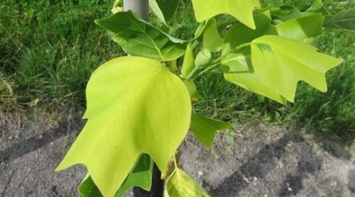 Tulpenboom met geel blad