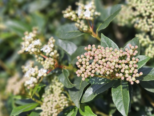 Viburnum tinus winterbloei