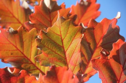 Tweekleurige Eik - Quercus bicolor