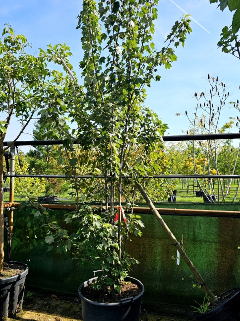 Acer rubrum.  Groen zomerblad en rood herfstblad