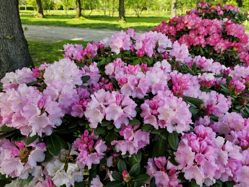 Rhododendron Yak 'Silberwolke' 5 mei 2026