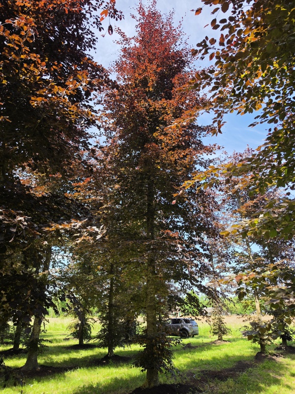 Rote Buche als Solitär