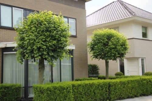 Bolvormige linde - Tilia cordata 'Green Globe'