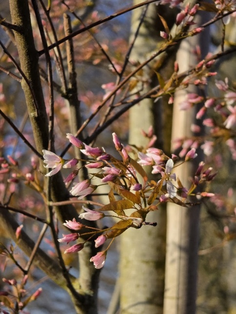 Amelanchier arborea 'Robin Hill'  bloeit vanaf begin april