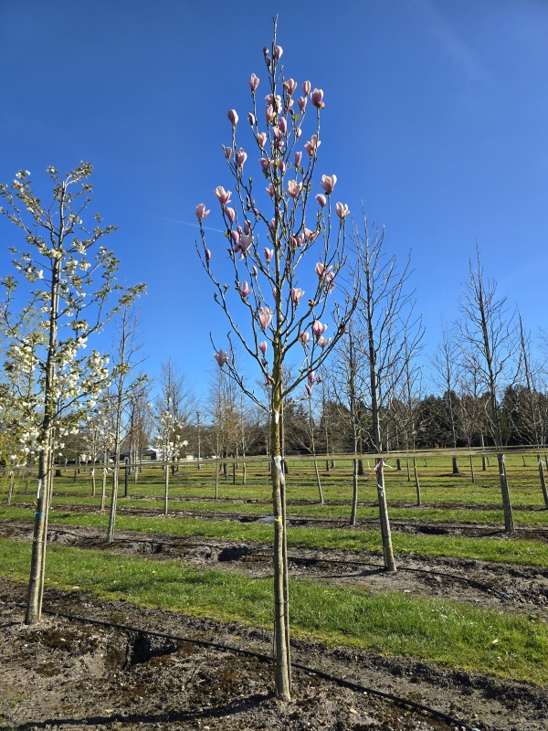 Magnolia Heaven Scent