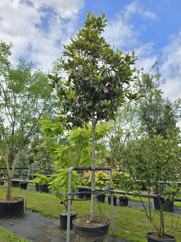 Magnolia grandiflora 'Galissonnière'