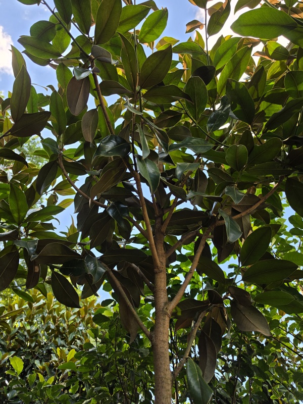 Immergrüne Magnolie