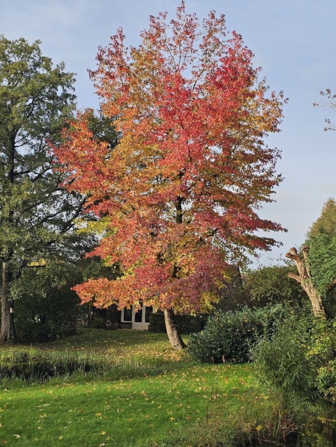Amberboom met fraaie verkleuringen