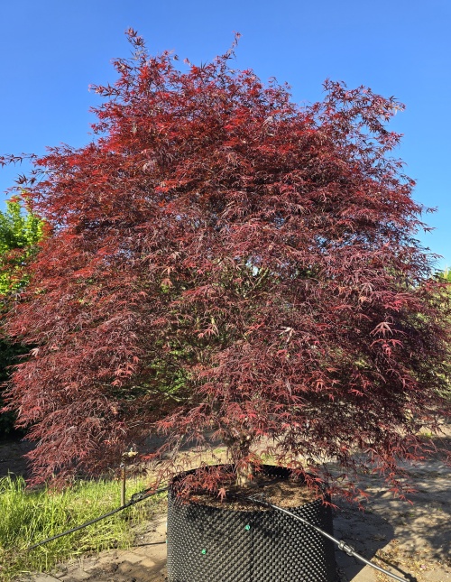Acer palmatum 'Atrolineare' met zomerblad
