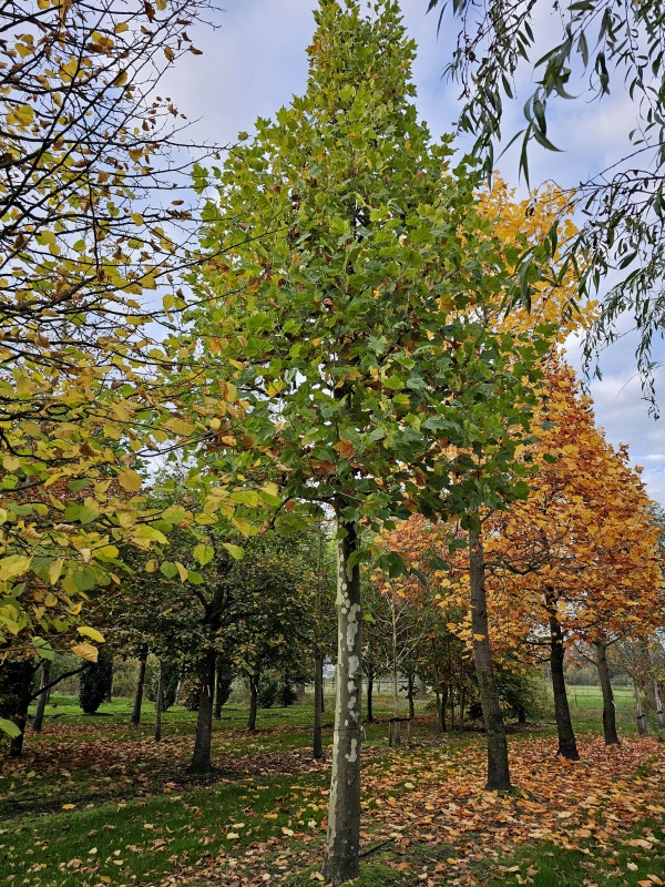 Platane Sortiment Ten Hoven