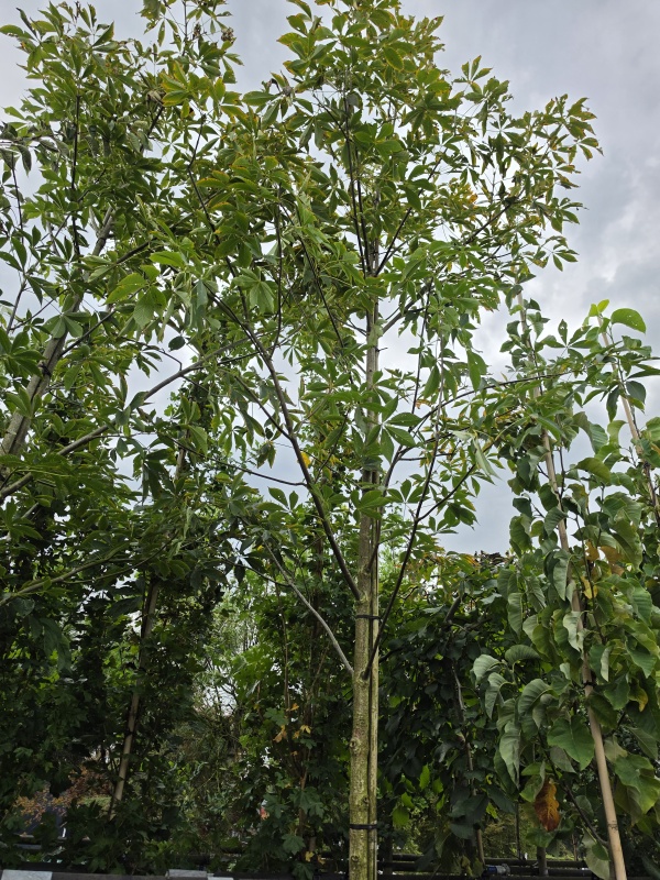 kastanjeboom met rode herfstkleur