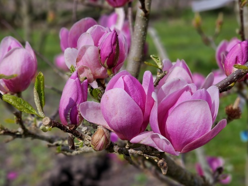 Magnolia 'Cleopatra' bloei