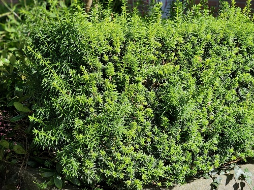 Taxus media Hicksii haag