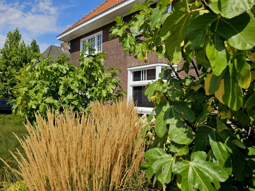 Ficus carica in voortuin met siergrassen en hortensia