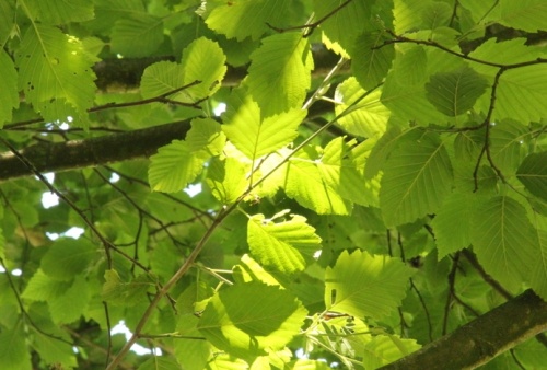 Witte els - Alnus incana