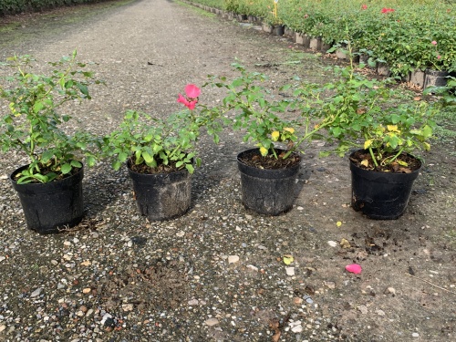 rosa sommerwind