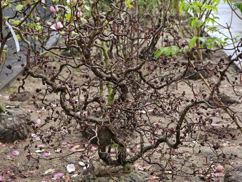 Corylus Red Majestic in pot