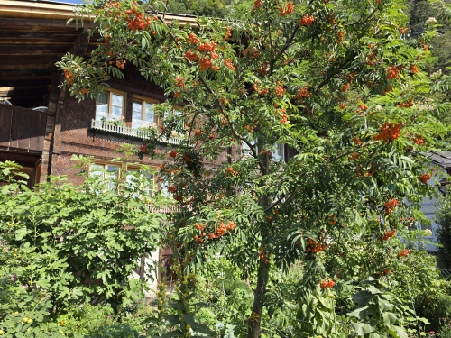 Sorbus aucuparia met bessen in de nazomer