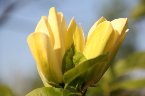 Magnolia 'Yellow Bird' heeft groot blad en een mooie nabloei in juli-augustus