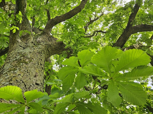 Aesculus hippocastanum 6 mei 2024