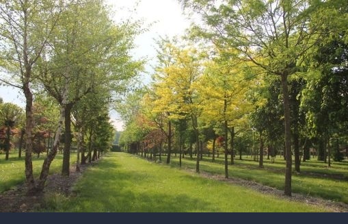 Kwekerij met bijzondere bomen