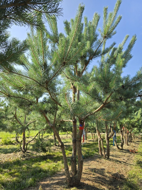 Grove den