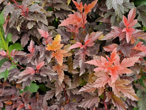 Blaasspiraea 'Little Angel' - vakbeplanting met mooi gekleurd blad