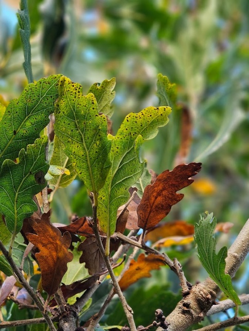 Semi- wintergroene eik 'Pseudoturneri'