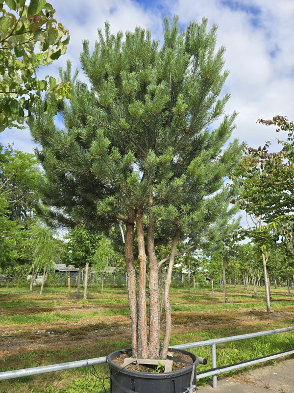 Waldkiefer