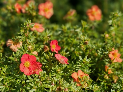 Potentilla 'Marian Red Robin'