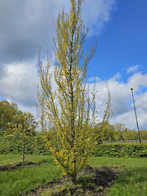 Jong blad van de goudiep.