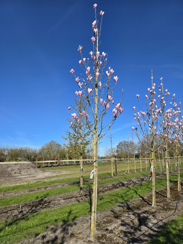 Magnolia Heaven Scent