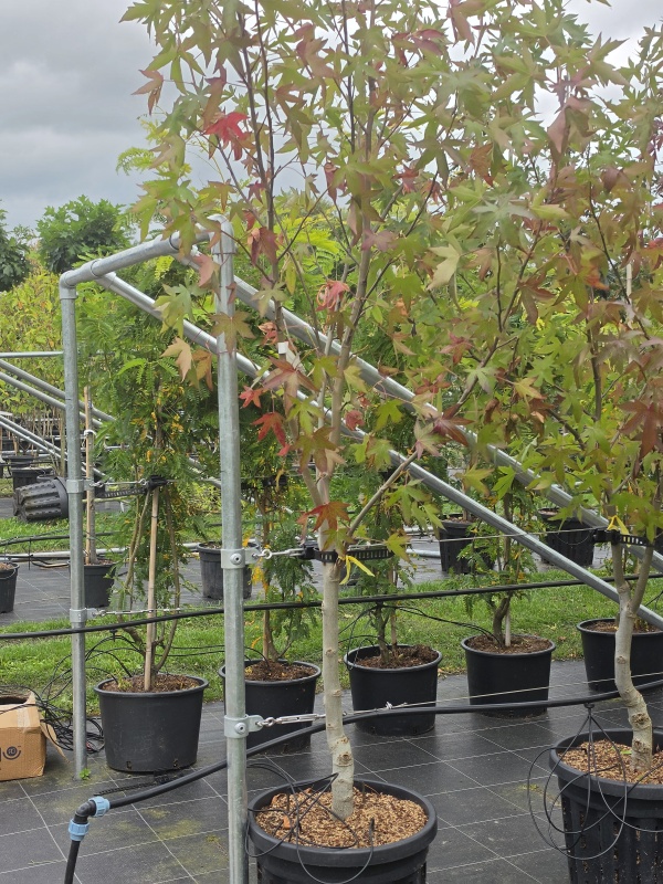 Amberbaum Niederstamm Halbstamm