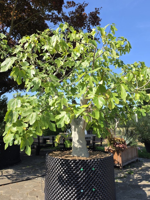 Ficus carica, laagstam VIJG met meerstam vertakking op de THB kwekerij in Apeldoorn