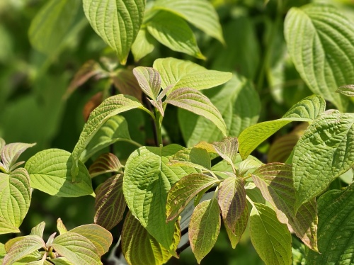Cornus alternifolia