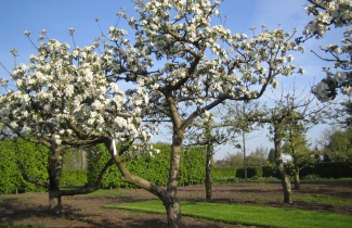 Unterstützendes Bild für Kategorie Große Obstbäume