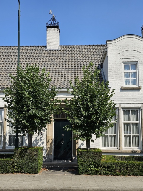 Tilia Euchlora hoogstambomen bij de oprit
