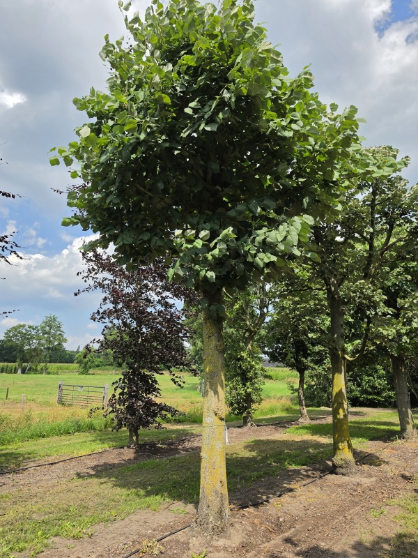 Zilverlinde als natuurlijk parasol