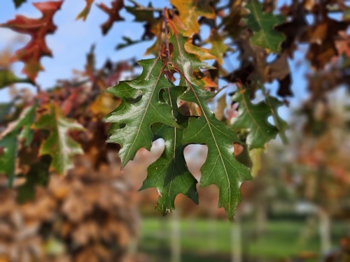 Quercus palustris herfst