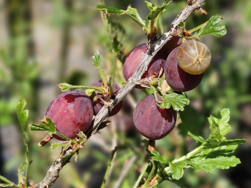 Rode kruisbes 'Hinnonmacky Röd' voor de 'pluktuin'