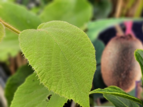 Kiwi struik 'Jenny'