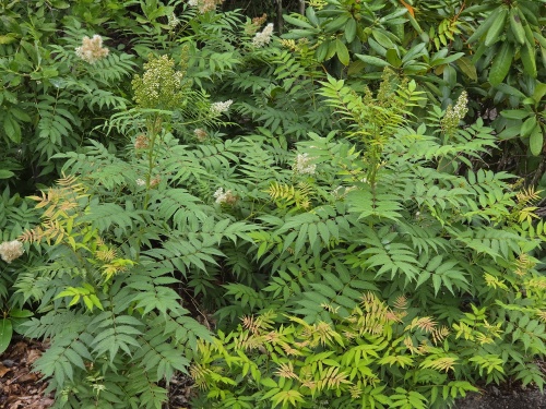 Sorbaria 'Sem' bladkleur in juni